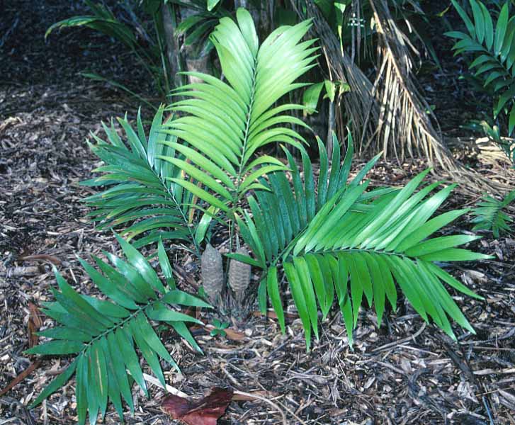 Zamia_polymorpha_1.jpg