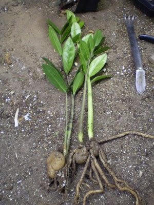 zamioculcas+zamiifolia+tubers+(own).jpg