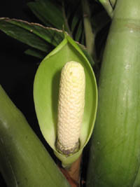 zamioculcaszami.jpg