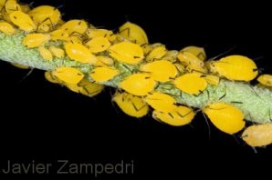 Zampedri_pulgones_amarillos.jpg