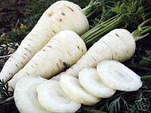 zanahoria+blanca.JPG