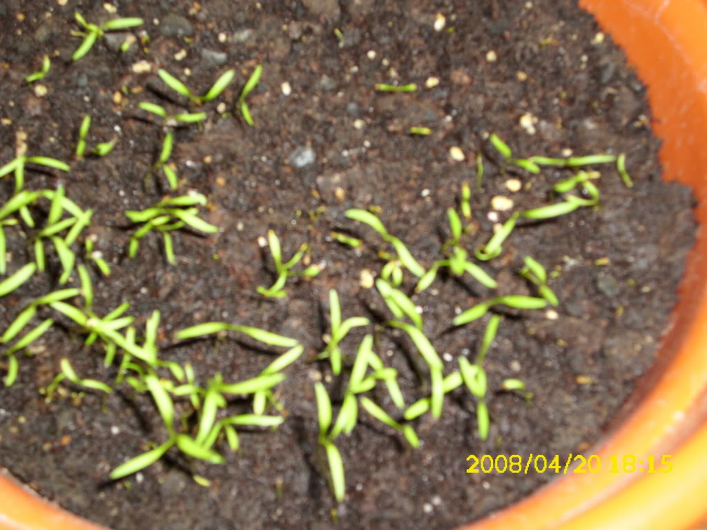 Zanahorias.jpg