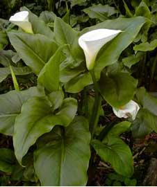 zantedeschia-aethiopica-2.jpg