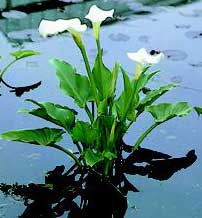 zantedeschia-aethiopica-4.jpg