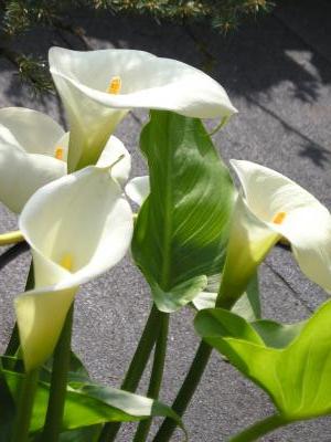 Zantedeschia_aethiopica1.JPG