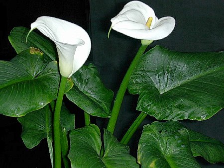 Zantedeschia_aethiopica3.jpg