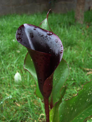 Zantedeschia_Schwartzwalder.jpg