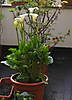 Zantedeschia_y_rosal.jpg