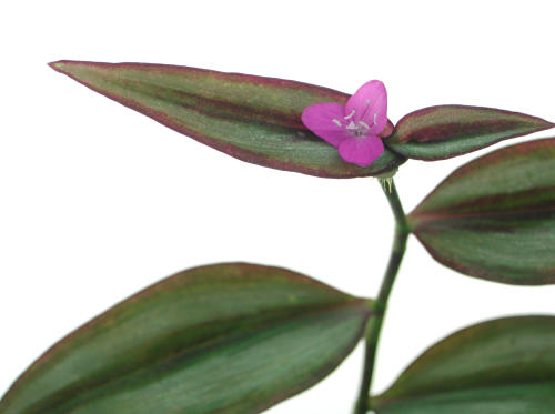 Zebrina_pendula.jpg