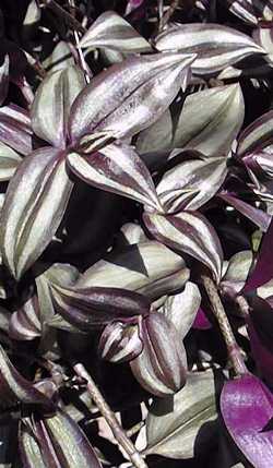 Zebrina_pendula.jpg