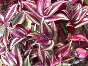 zebrinapurpurosii.jpg