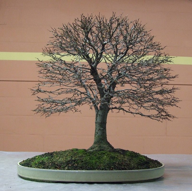 Zelkova%20Alain%20de%20Wachter.jpg