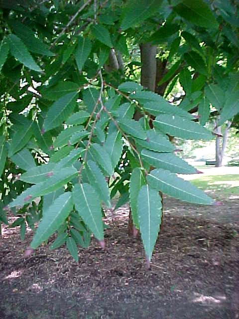 Zelkova%20serrata.jpg