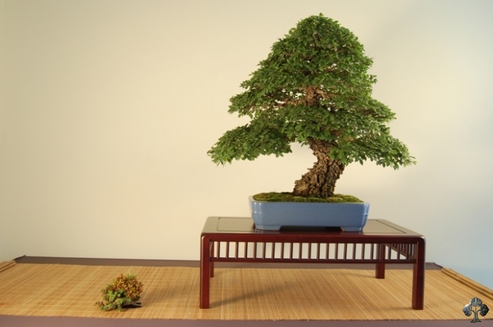 zelkova-japanese-elm.jpg