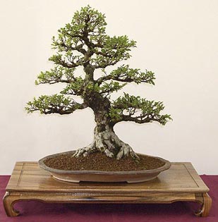 zelkova-serrata-bonsai-2.jpg