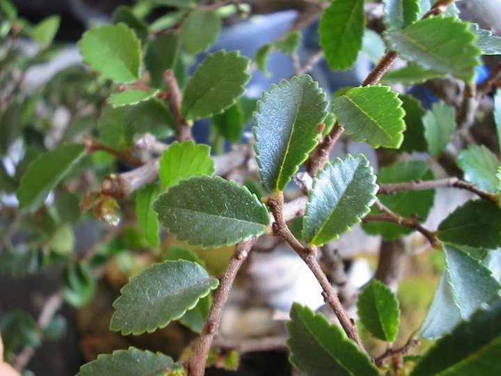 zelkova3.jpg