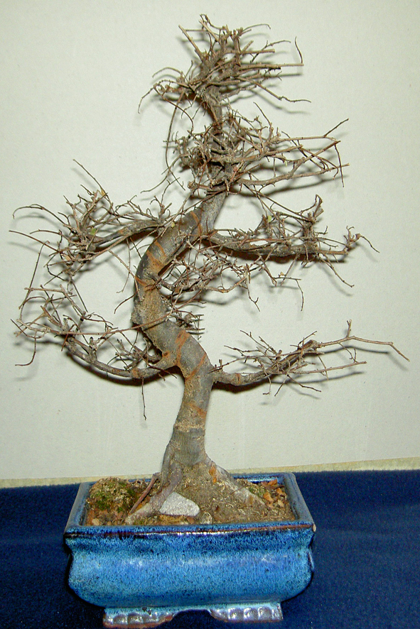 zelkova_moribundo.JPG
