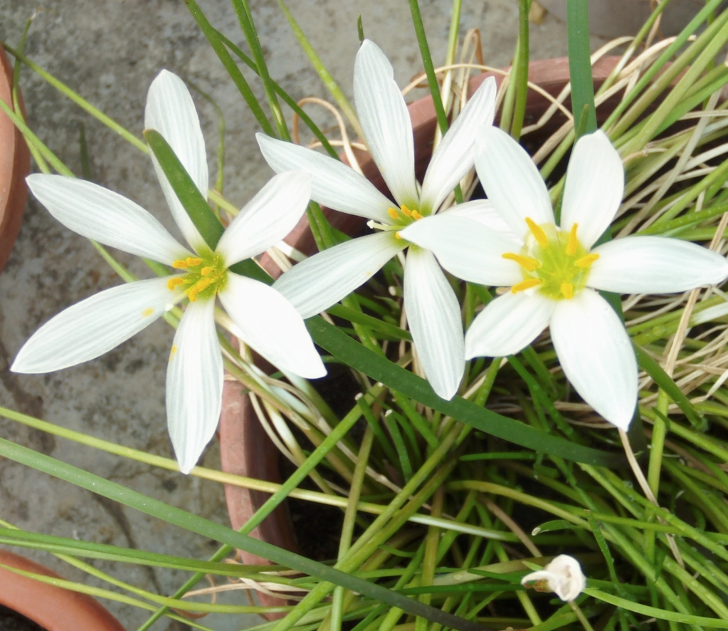 zephiranthescandidatresflores.jpg