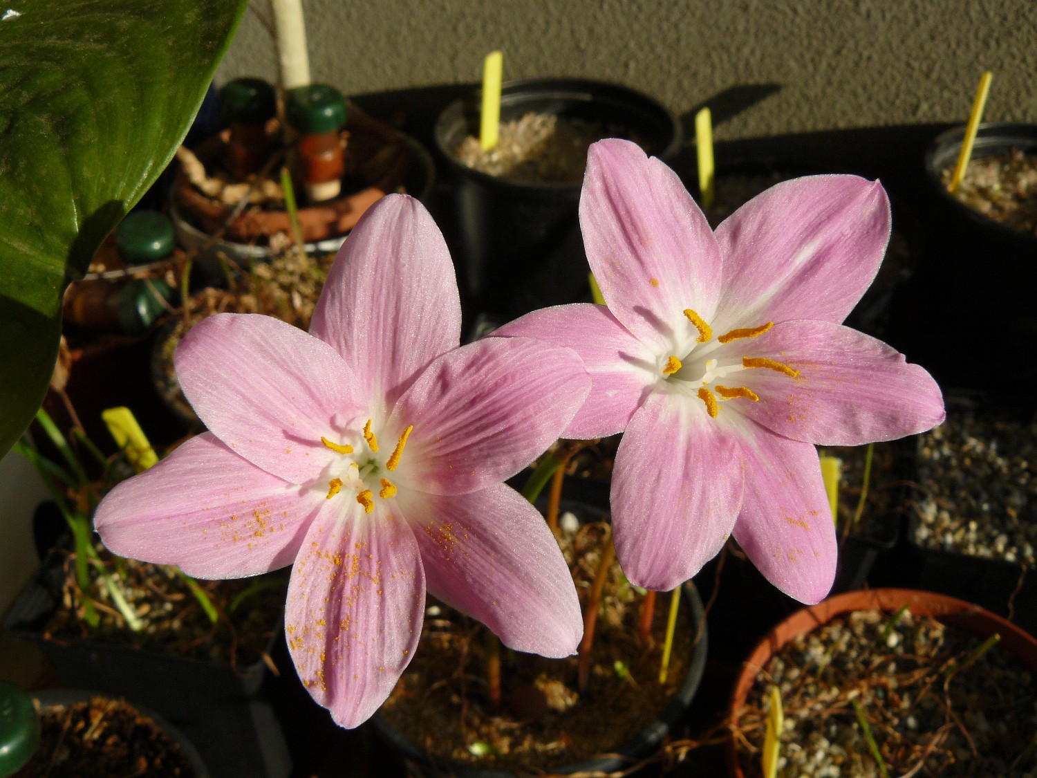 zephmacrosiphon6.jpg