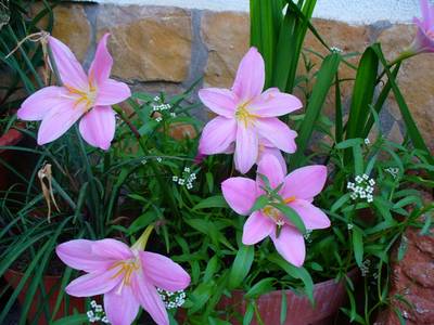 zephyranthes.JPG