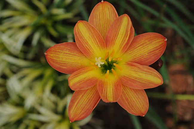Zephyranthes-Multicolored-double_FM.jpg