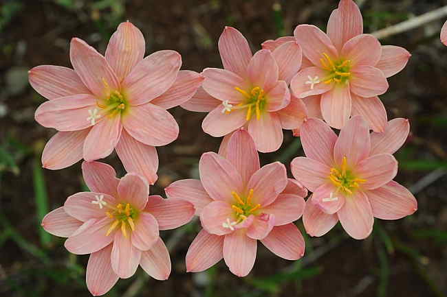 Zephyranthes-Stripey-Pink-double_FM.jpg