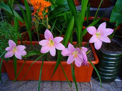 zephyranthes1.JPG