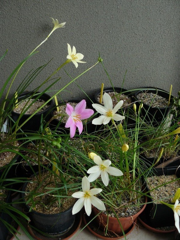zephyranthes3.jpg