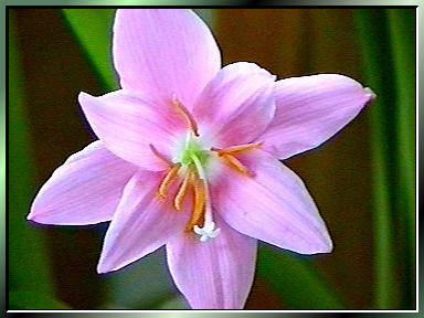 Zephyranthes_grandiflora.jpg
