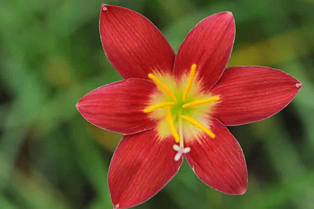 Zephyranthes_hybrid_NSH-127.jpg