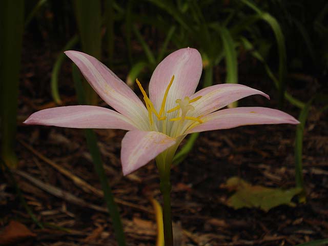 Zephyranthes_LydiaLuckman_Profile_JAY.jpg
