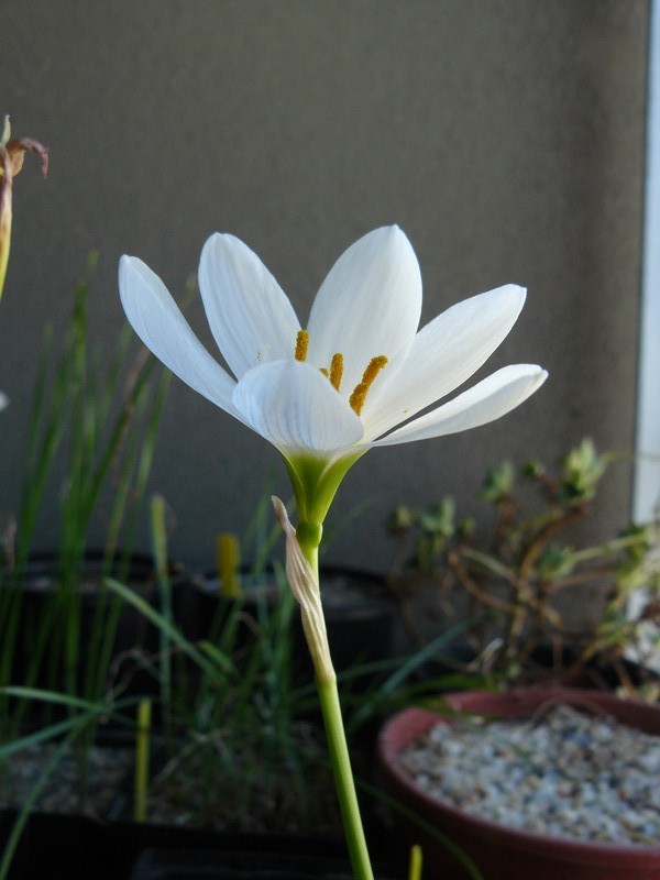 zephyranthescandida2012.jpg