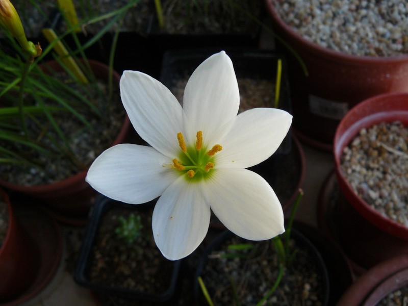 zephyranthescandida2012.jpg