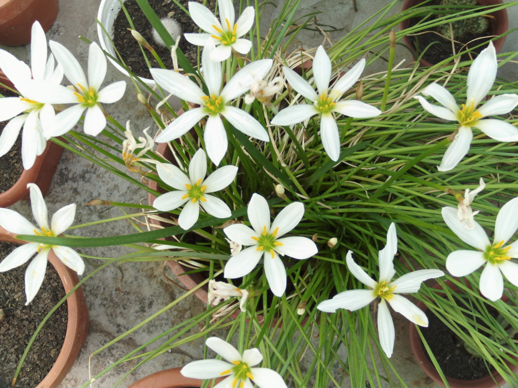 Zephyranthescandidamuchasflores.jpg