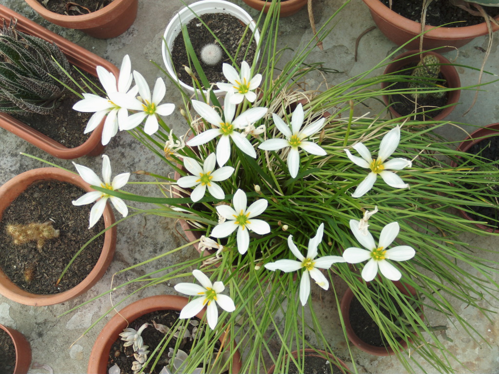 Zephyranthescandidamuchasflores2.jpg