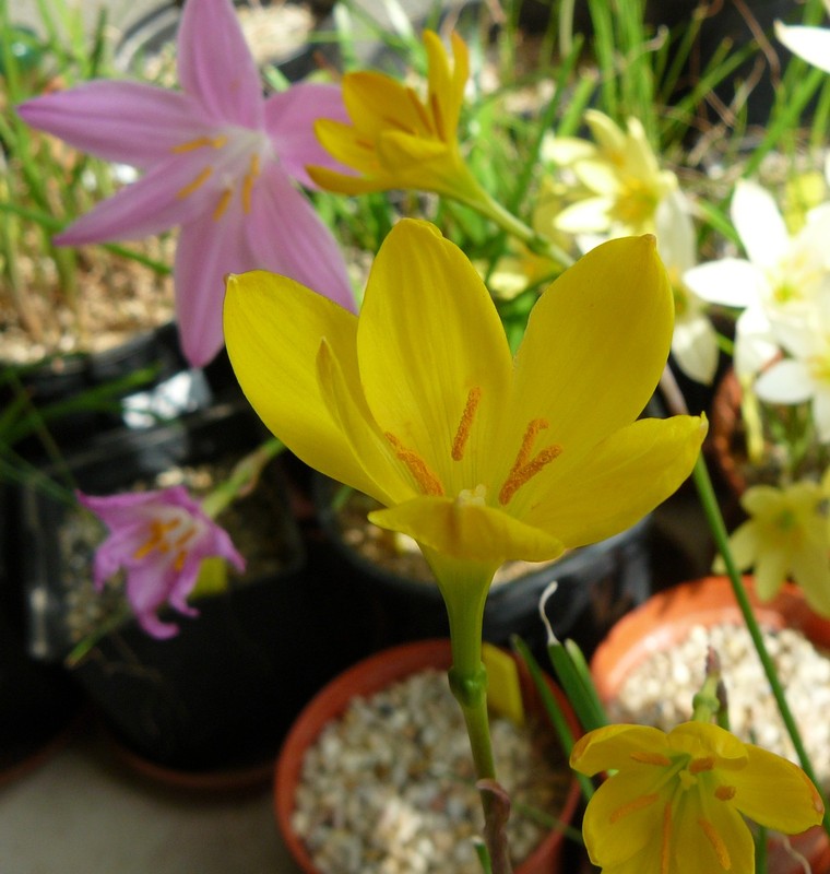 zephyranthescitrina2012.jpg