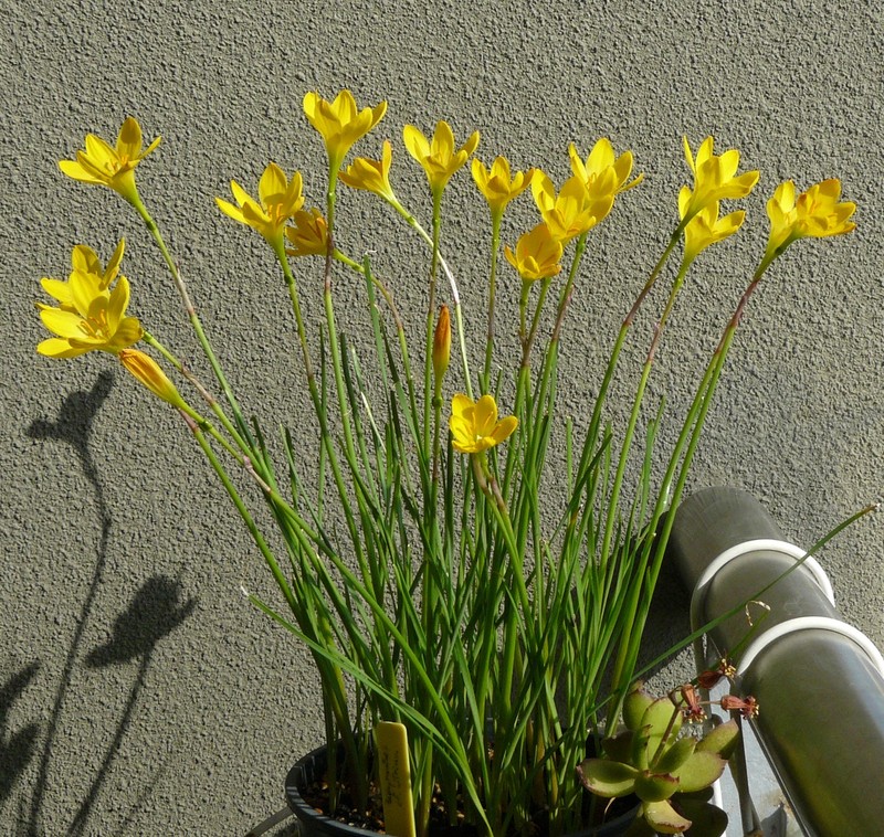 zephyranthescitrina2012.jpg