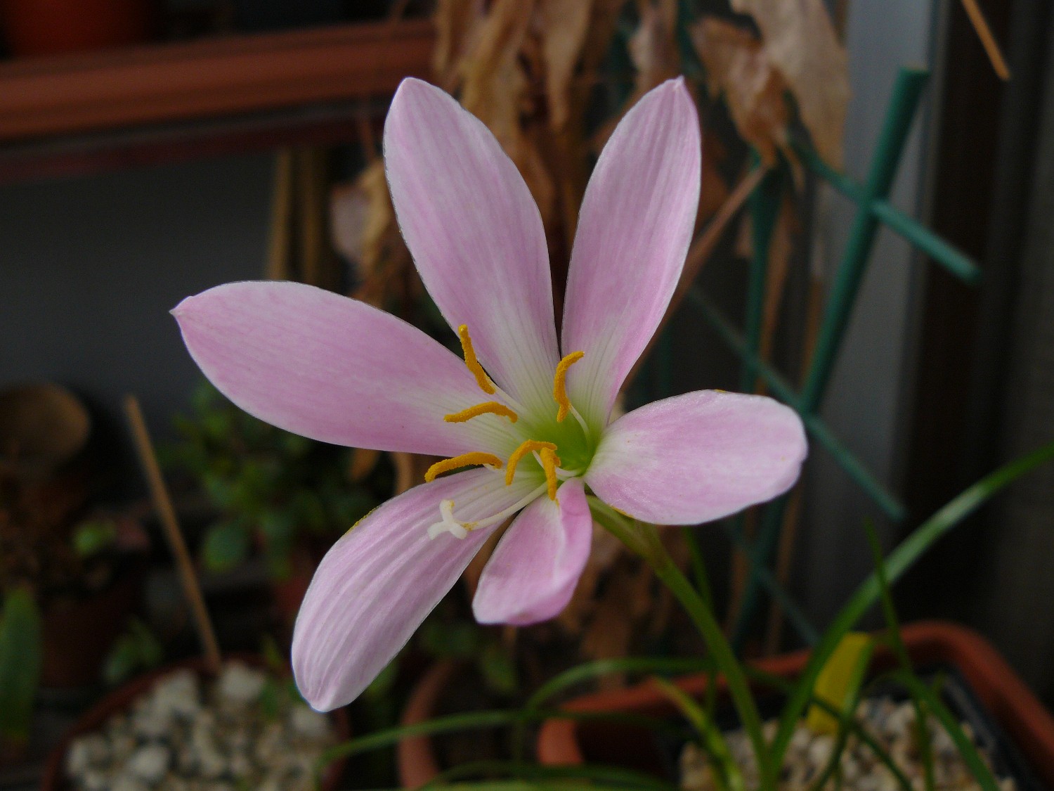 zephyrantheselcielo2012.jpg