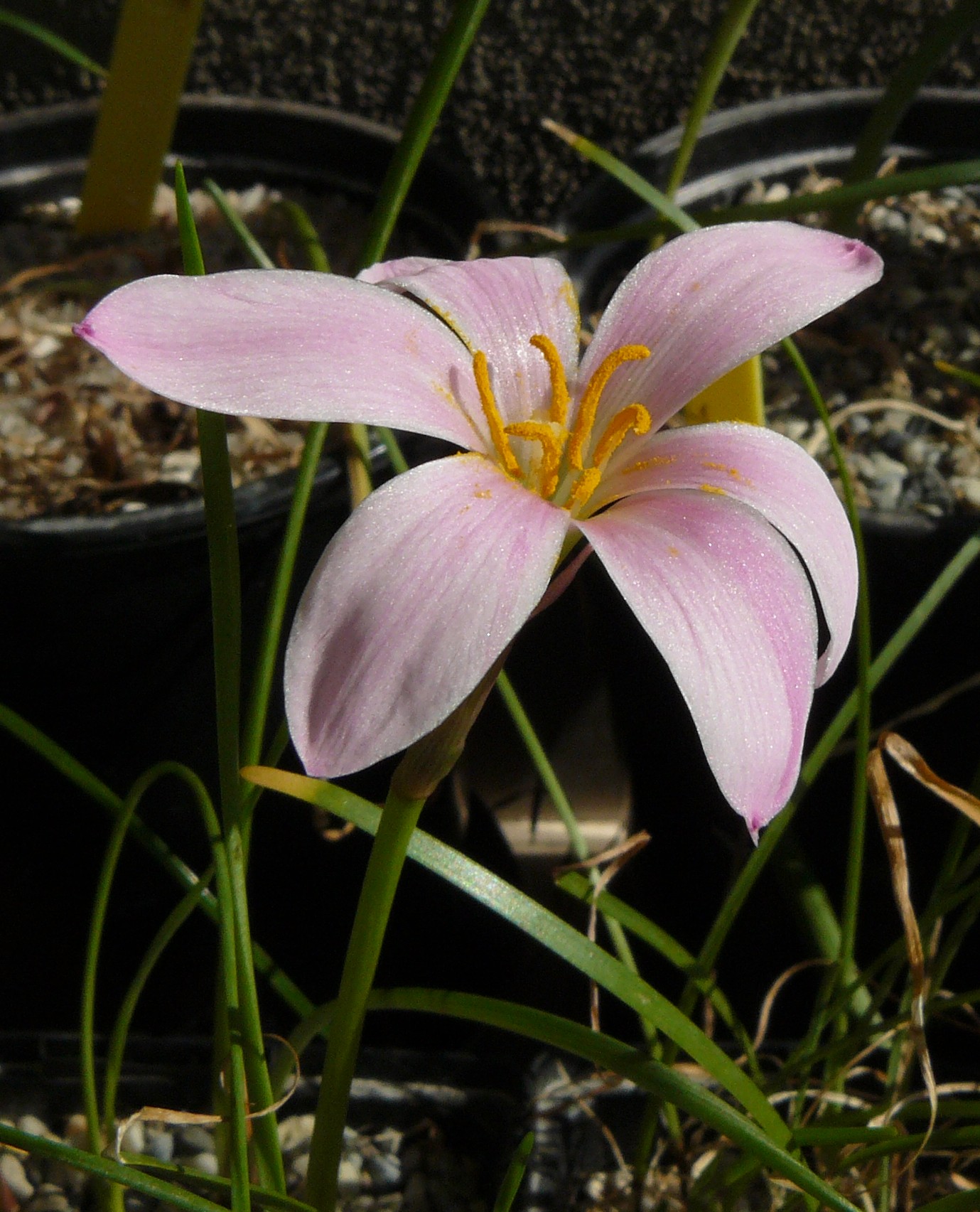 zephyranthesfosteri2012.jpg