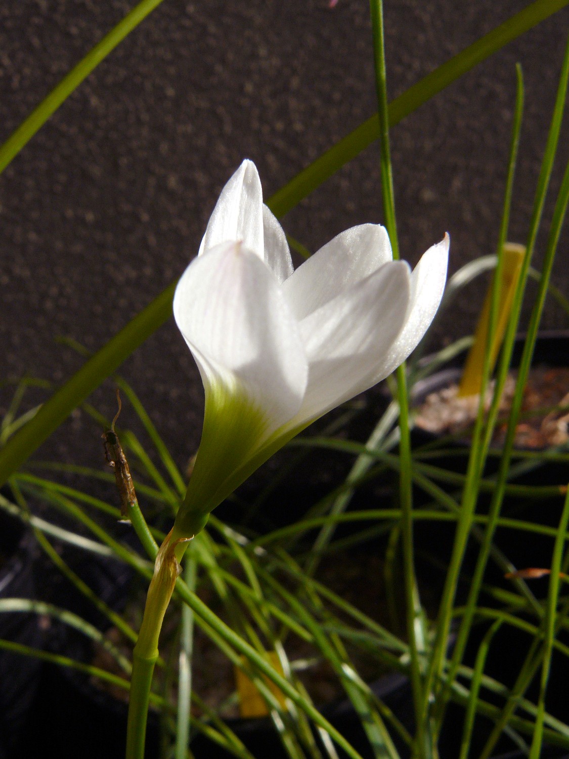 zephyranthesinsularum20.jpg