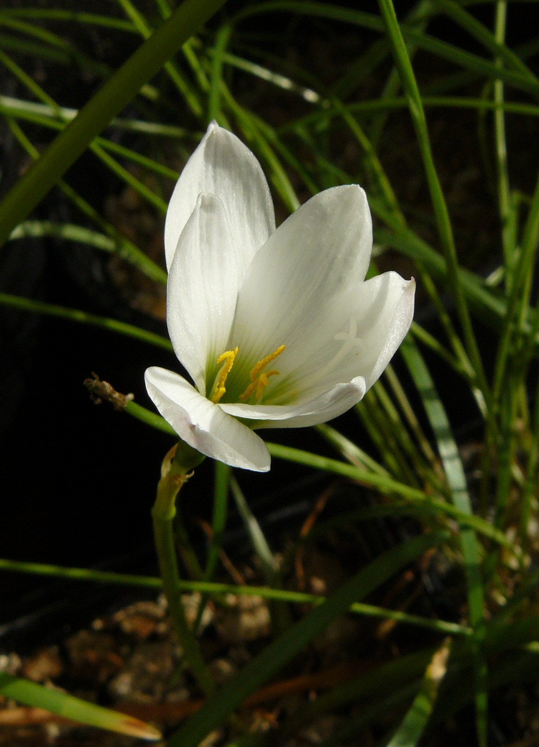zephyranthesinsularum20.jpg
