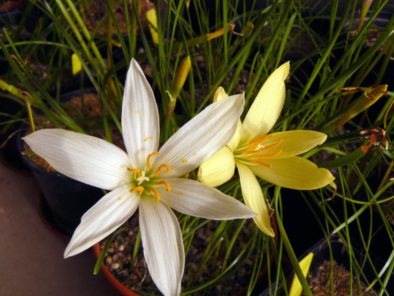 zephyranthesreginae2012.jpg