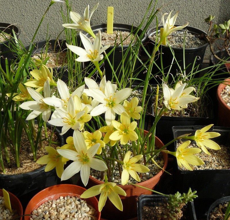 zephyranthesreginae2012.jpg