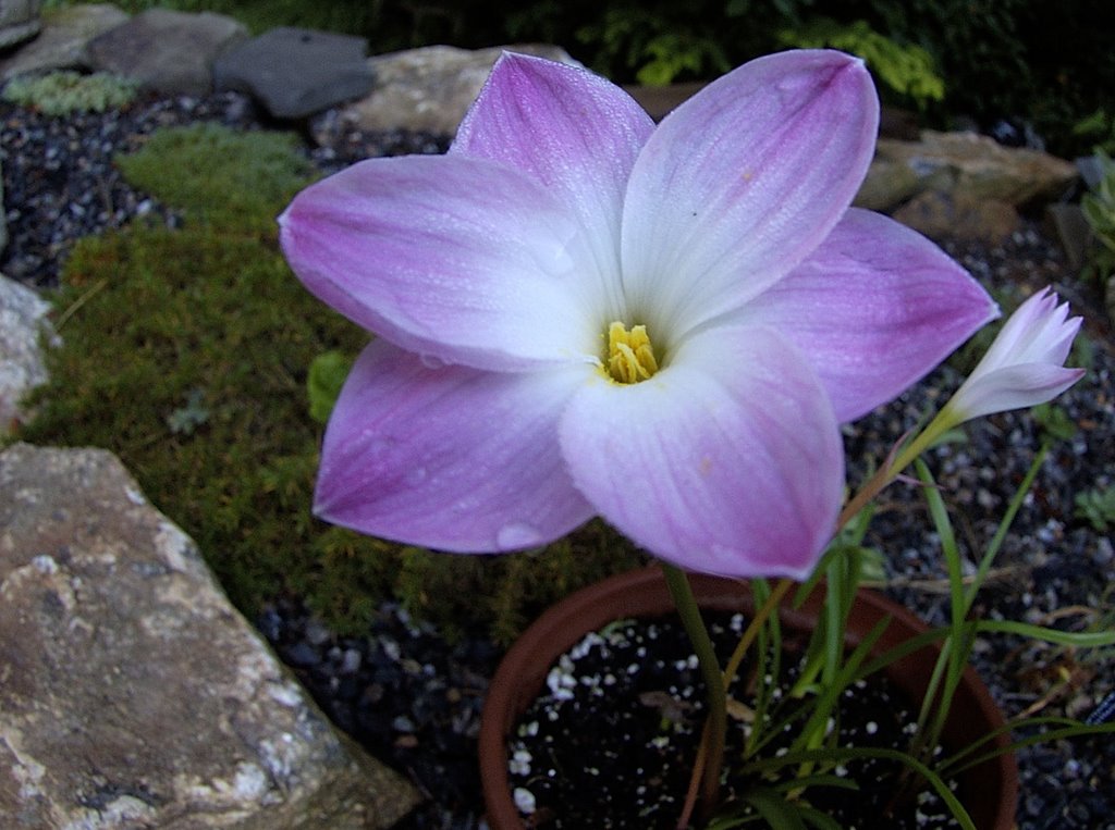 zepyranthe_buffarosa.jpg