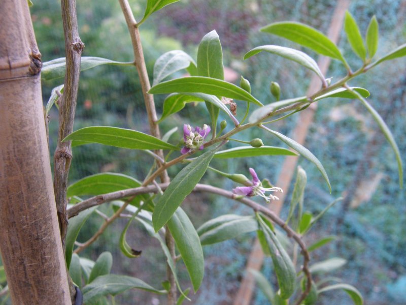 zgojiflor.jpg