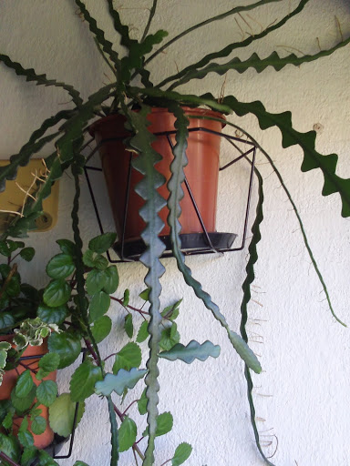 Zi6_0584.JPG