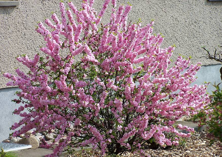 zierkirschen-kleine-baeume-15-prunus-triloba-das-mandelbaeumchen-rosa-blueten.jpg