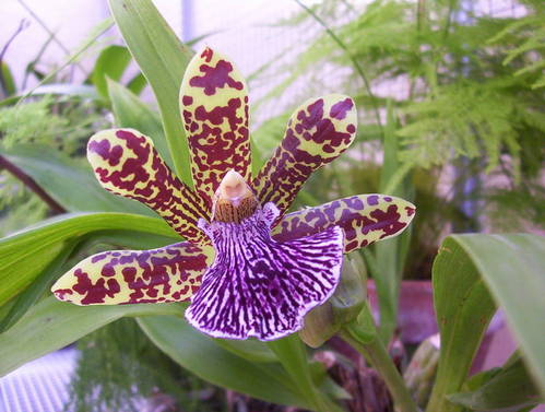 Zigopetalum_2008.jpg