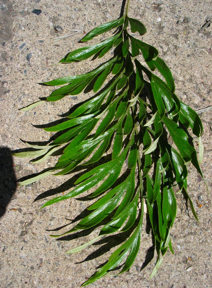 Zijde_eik_Grevilla__Grevillea_robusta__Silk_oakimg_7612.jpg