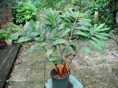 Zingiber_collinsii-plant.jpg